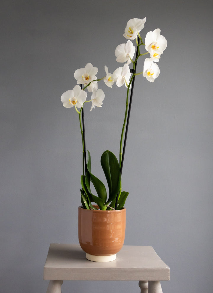 Large White Orchid in Glazed Cognac Ceramic Pot