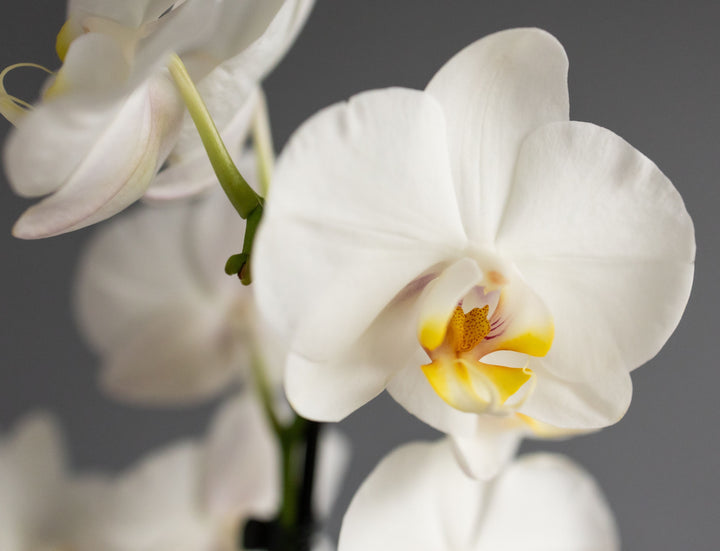 Large White Orchid in Glazed Cognac Ceramic Pot