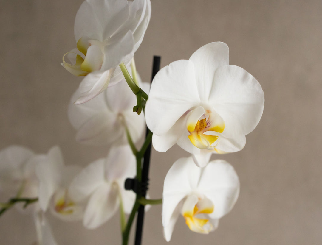 Large White Orchid in Glazed Cognac Ceramic Pot