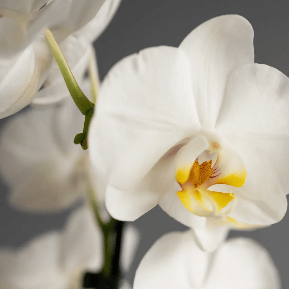 Large White Orchid in Glazed Cognac Ceramic Pot