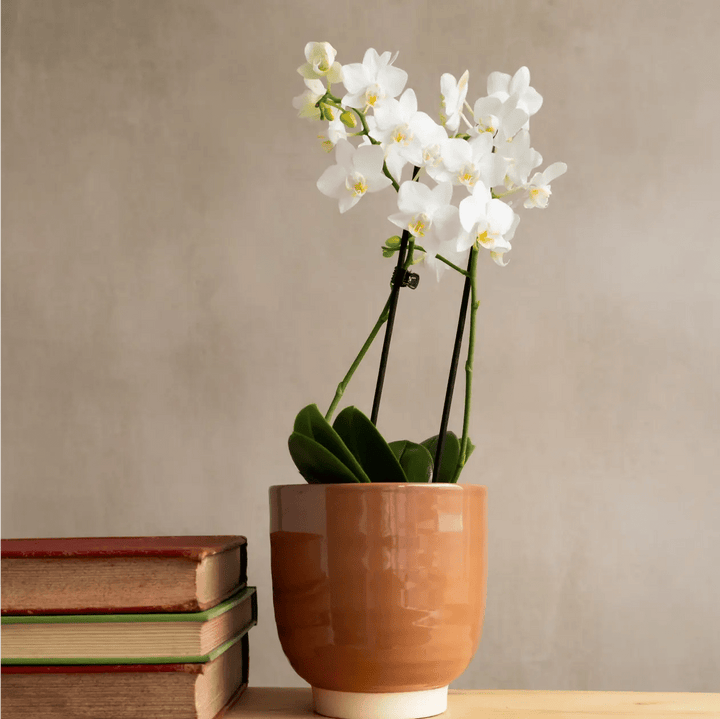 Large White Orchid in Glazed Cognac Ceramic Pot