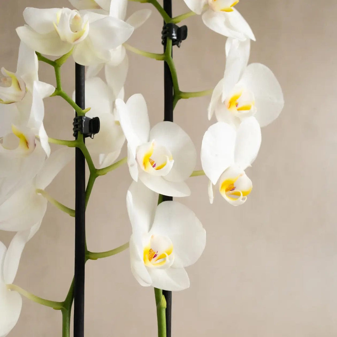 Large White Orchid in Matt Khaki Pot