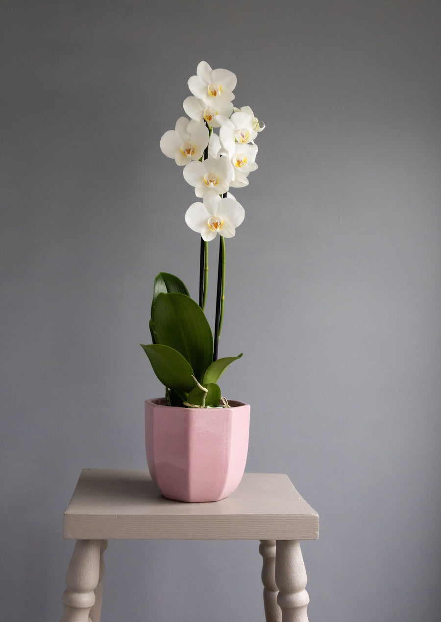 Large White Orchid in Pink Heptagon Ceramic Pot