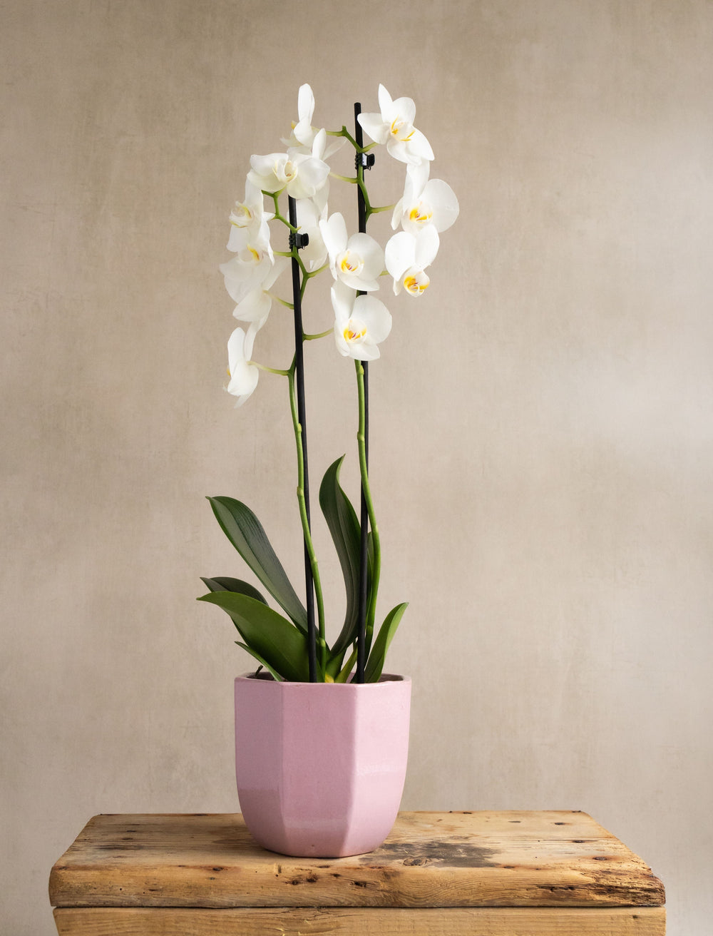 Large White Orchid in Pink Heptagon Ceramic Pot