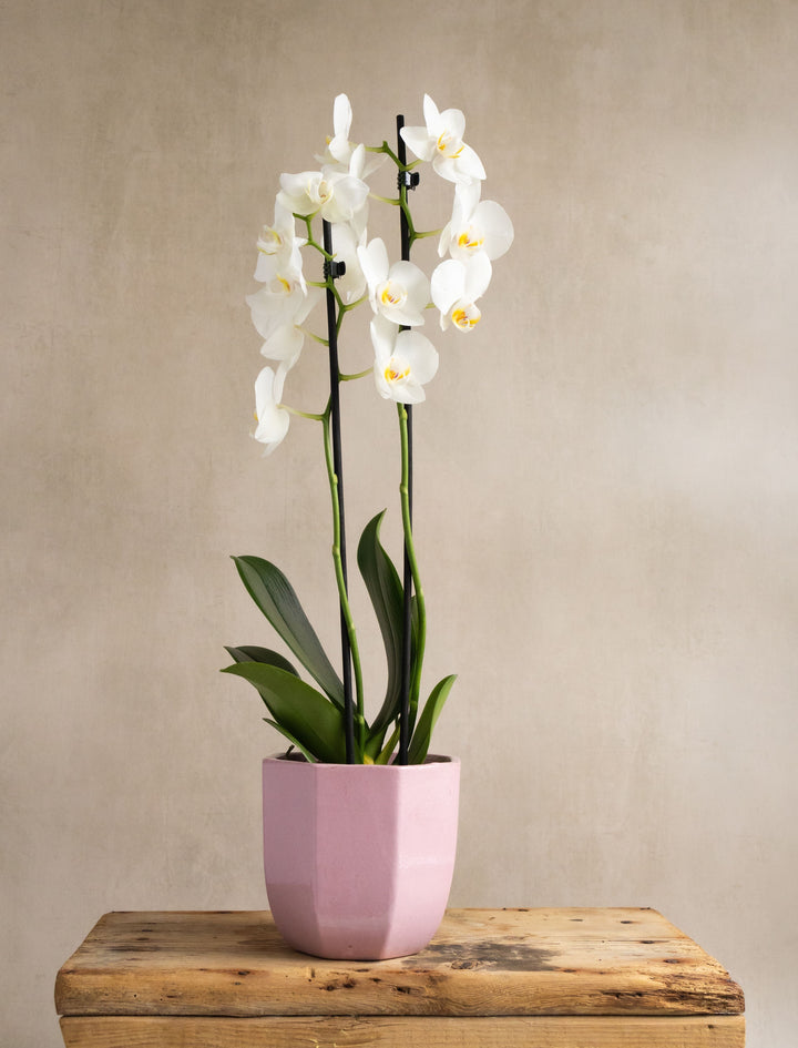 Large White Orchid in Pink Heptagon Ceramic Pot