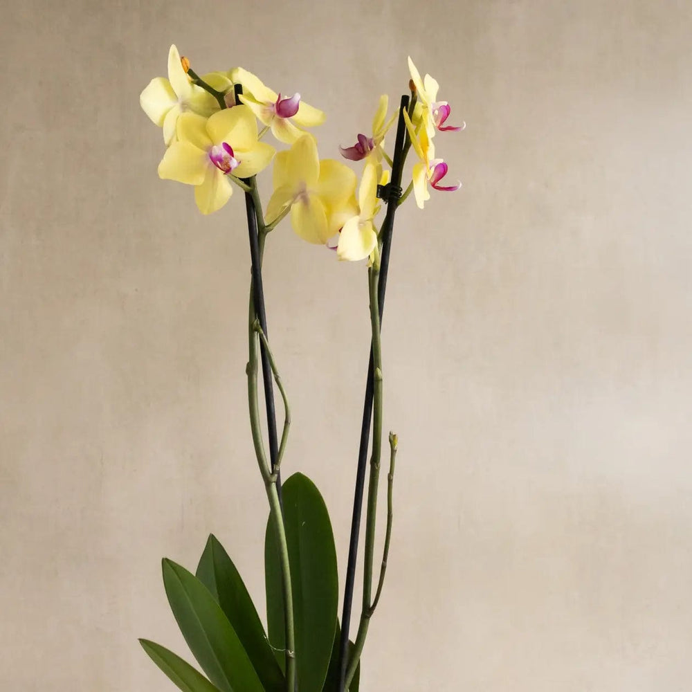 Large Yellow Orchid in Glazed Cognac Ceramic Pot