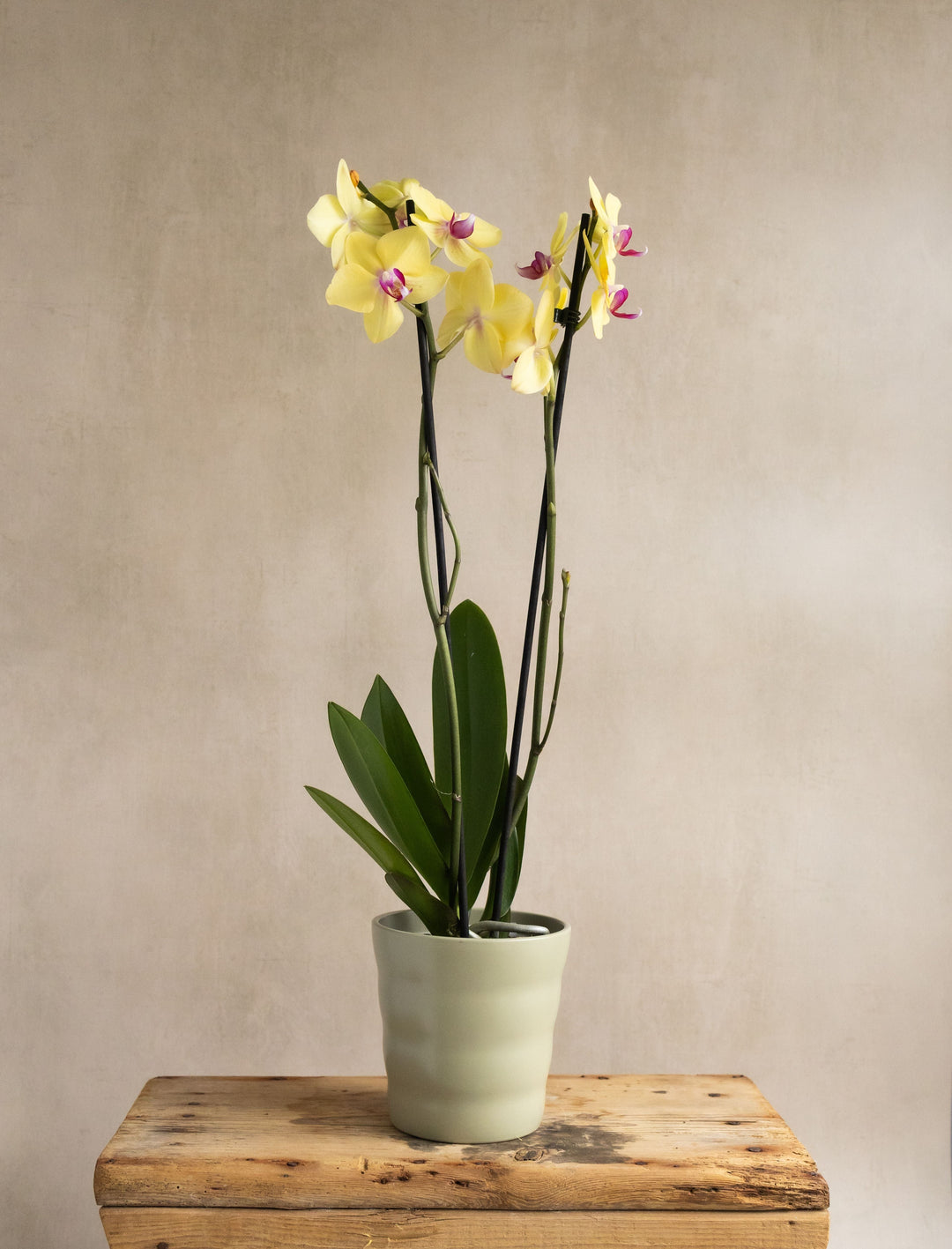 Large Yellow Orchid in Matt Khaki Pot