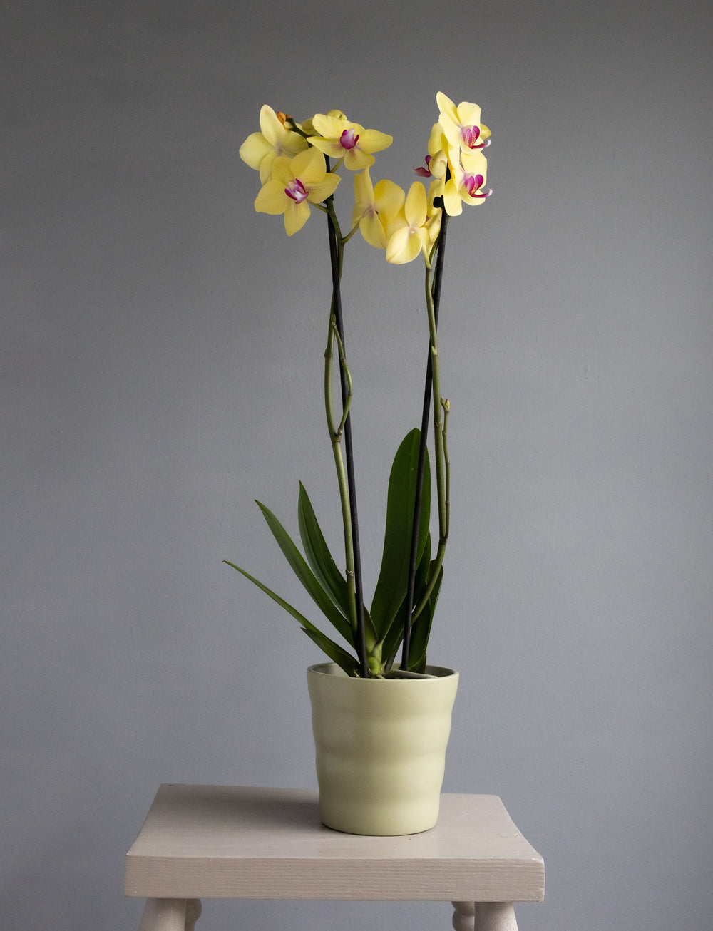 Large Yellow Orchid in Matt Khaki Pot