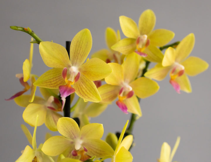 Large Yellow Orchid in Matt Khaki Pot