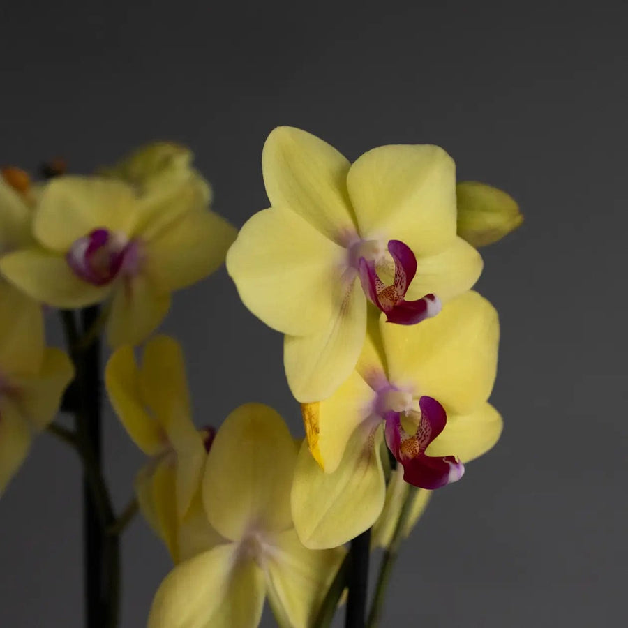 Large Yellow Orchid in Matt Khaki Pot