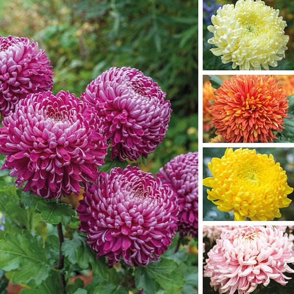 Late despatch - 5 young plants, 1 of each Chrysanthemum  Broadway Collection