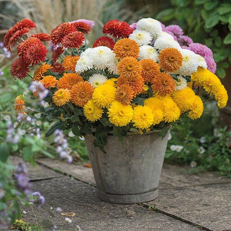 Late despatch - 5 young plants, 1 of each Chrysanthemum Margaret  Collection