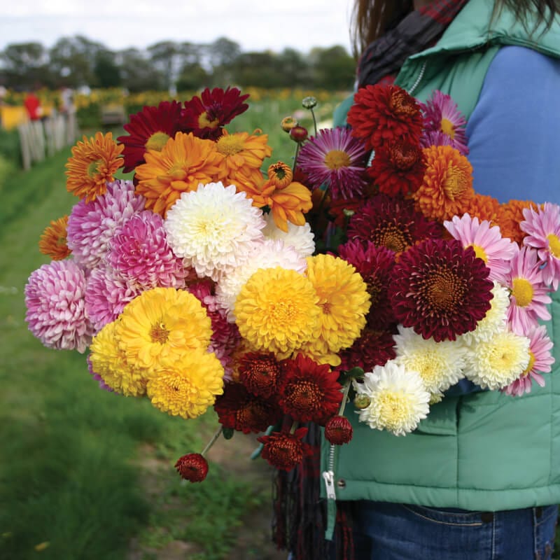 Late despatch -5 young plants, 1 of each Chrysanthemum Pennine Collection