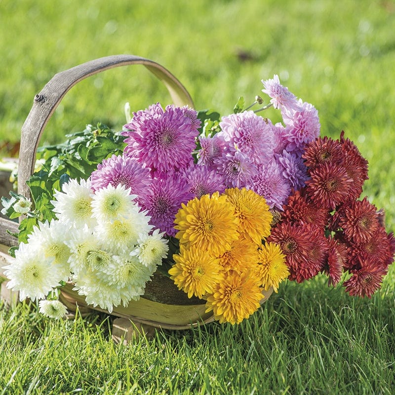 Late despatch - 5 young plants, 1 of each Chrysanthemum Quantock Collection