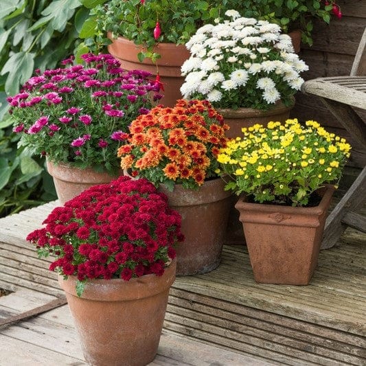 Late despatch - 5 young plants, One of each variety Woolmans Chrysanthemum Paisley Young Plants Collection