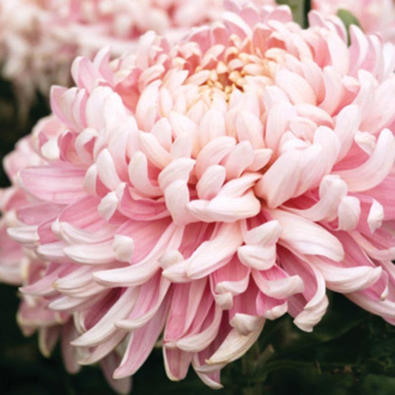 Late despatch - 5 young plants Woolmans Chrysanthemum Allouise Pink Young Plant