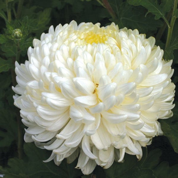 Late despatch - 5 young plants Woolmans Chrysanthemum Billy Bell Young Plant