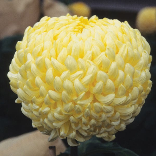 Late despatch - 5 young plants Woolmans Chrysanthemum Primrose Chessington Young Plant