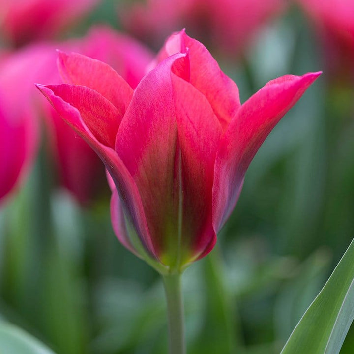 Late Flowering Tulip Collection