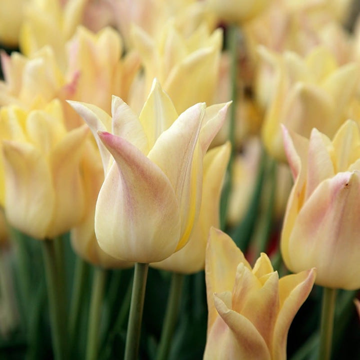 Late Flowering Tulip Collection