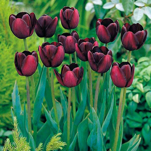 Late Flowering Tulip Collection