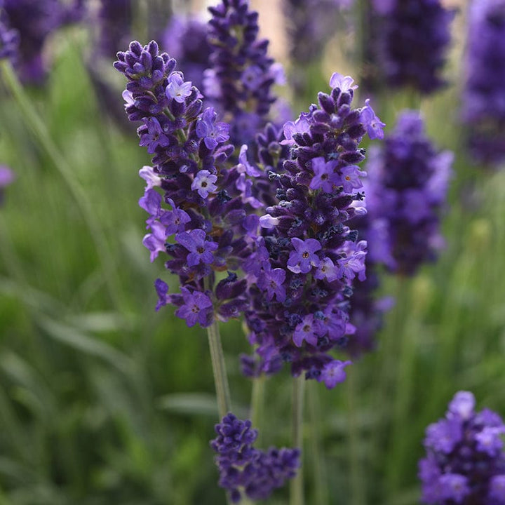 Lavandula Blue Spear Flower Plants