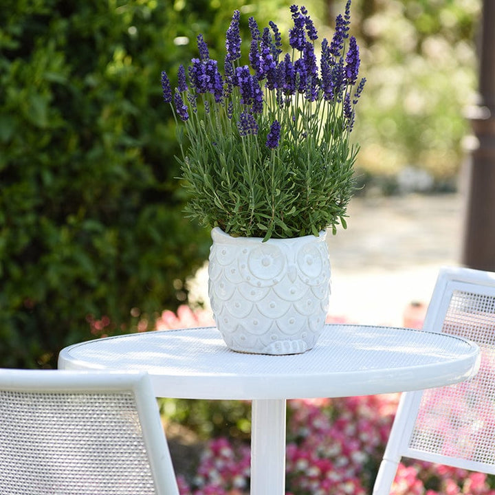 Lavandula Blue Spear Flower Plants