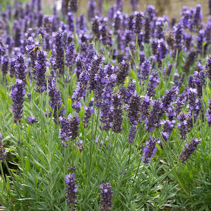 Lavandula Blue Spear Flower Plants