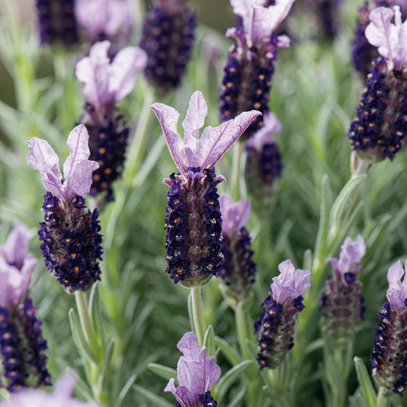 Lavandula stoechas