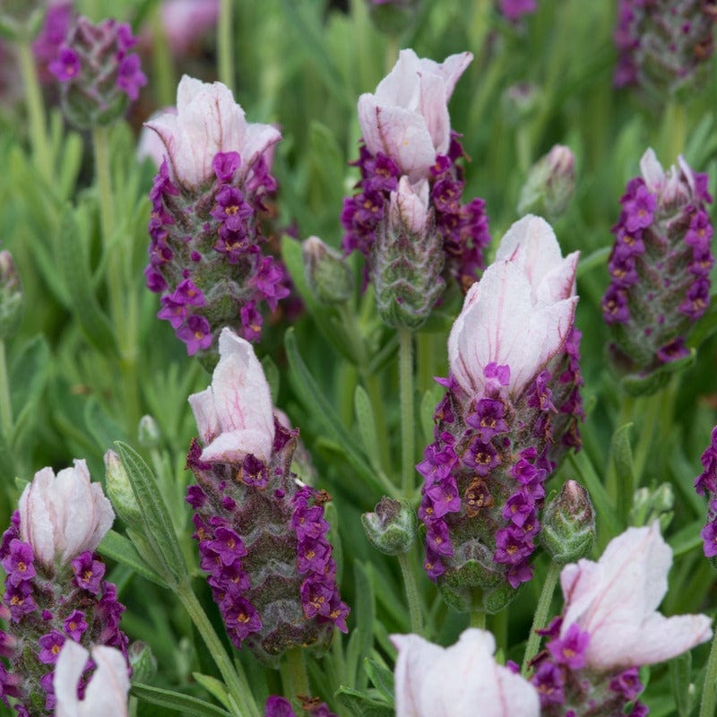 Lavandula stoechas (French) Collection 9 Young Plants