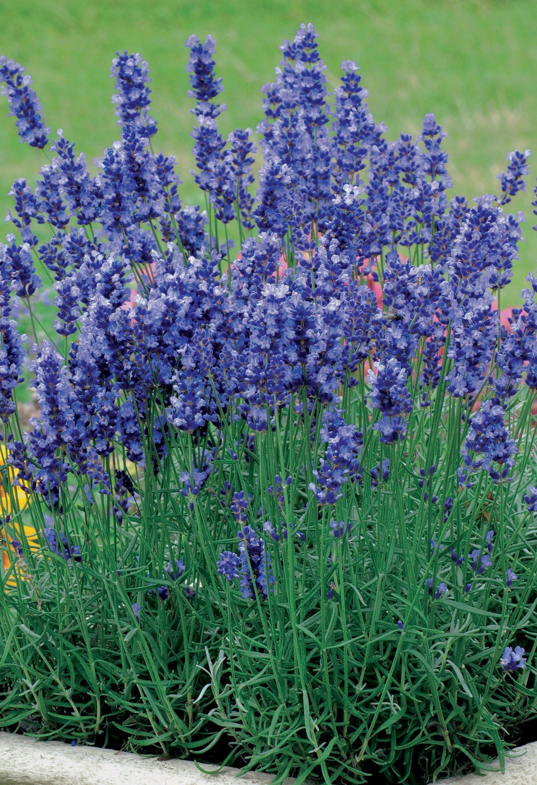 Lavender Hidcote Blue Seeds