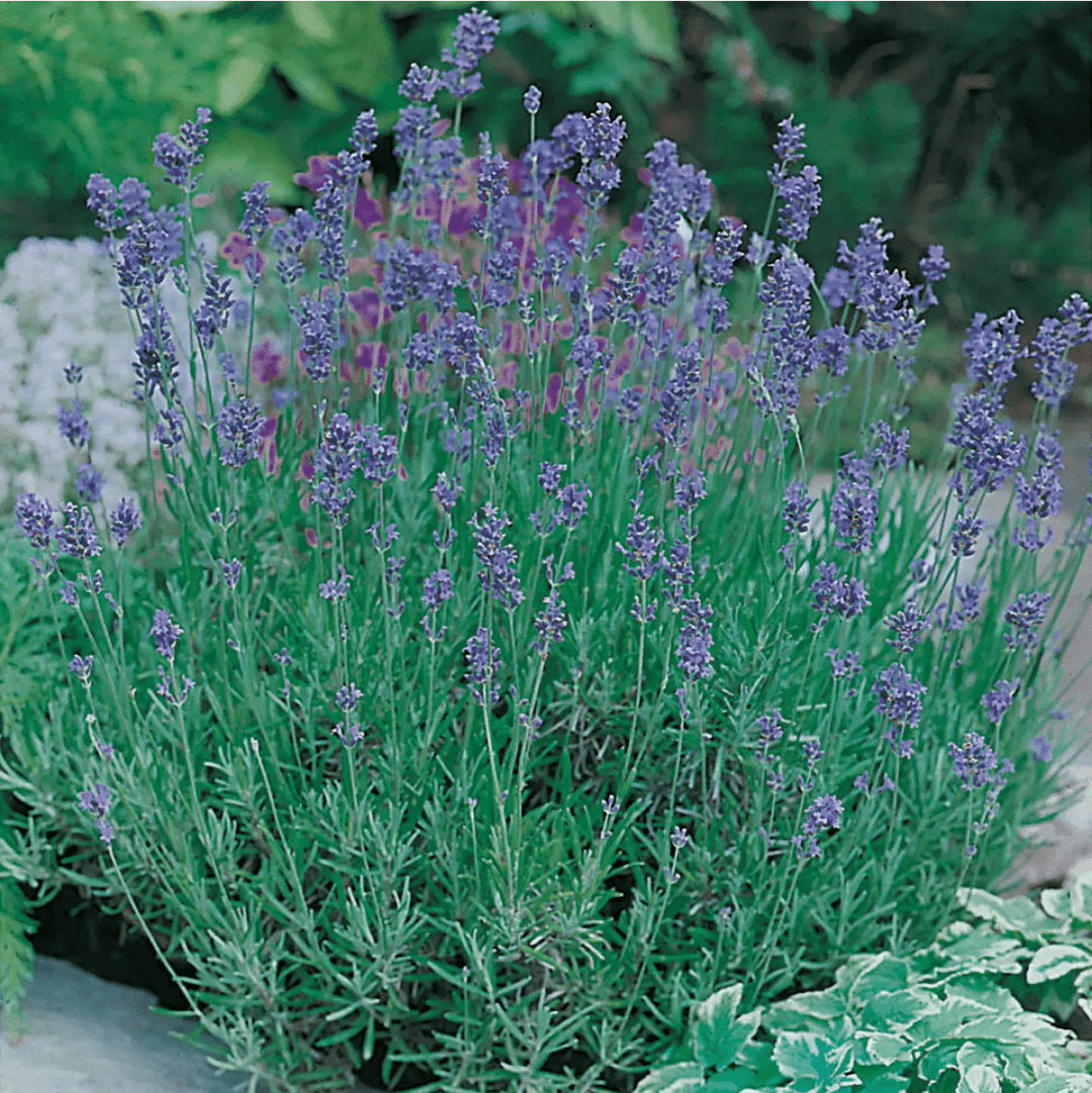 Lavender Munstead Seeds