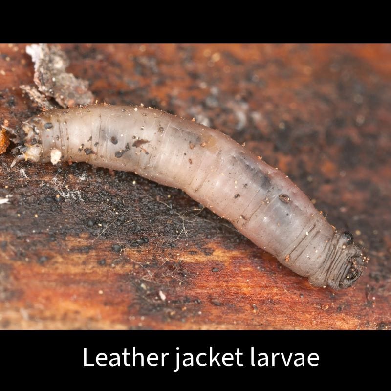 Crane Fly Larvae Leather Jacket Killer For Lawns Leatherjacket