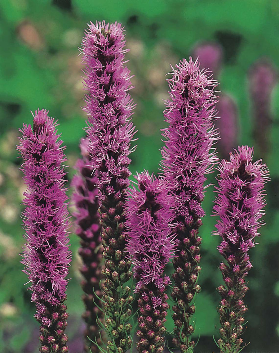 Liatris Spicata Seeds