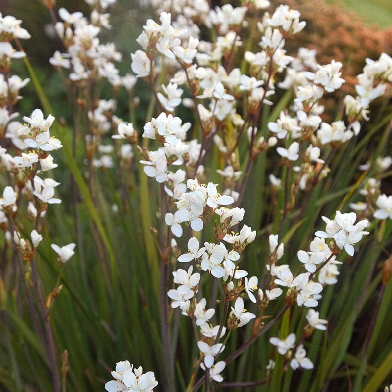 Libertia grandiflora