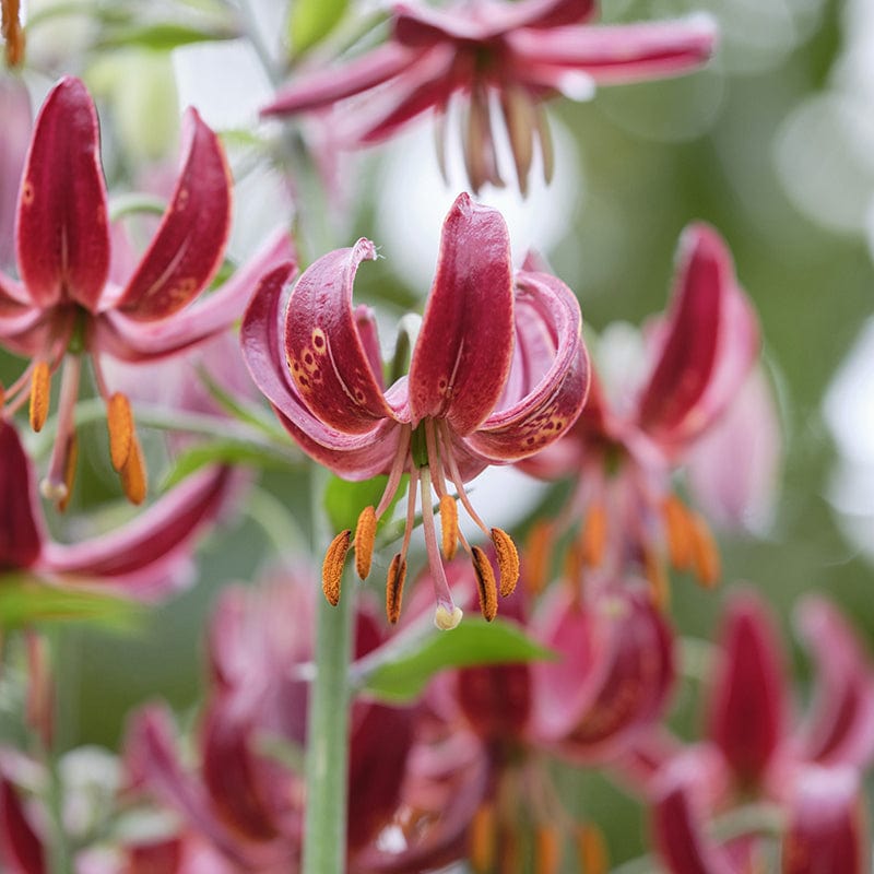 Lilium martagon Claude Shride