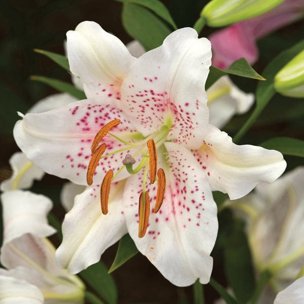 Lilium orientale Muscadet