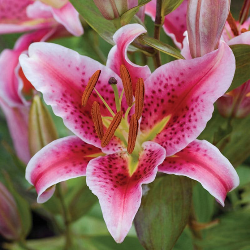 Lilium orientale Stargazer