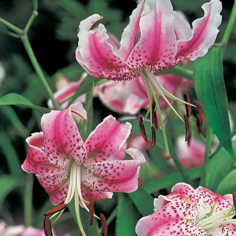 Lilium speciosum var.rubrum