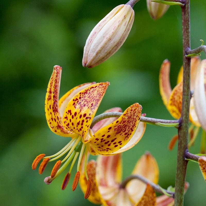 Lily Shade Lover Collection 9 bulbs
