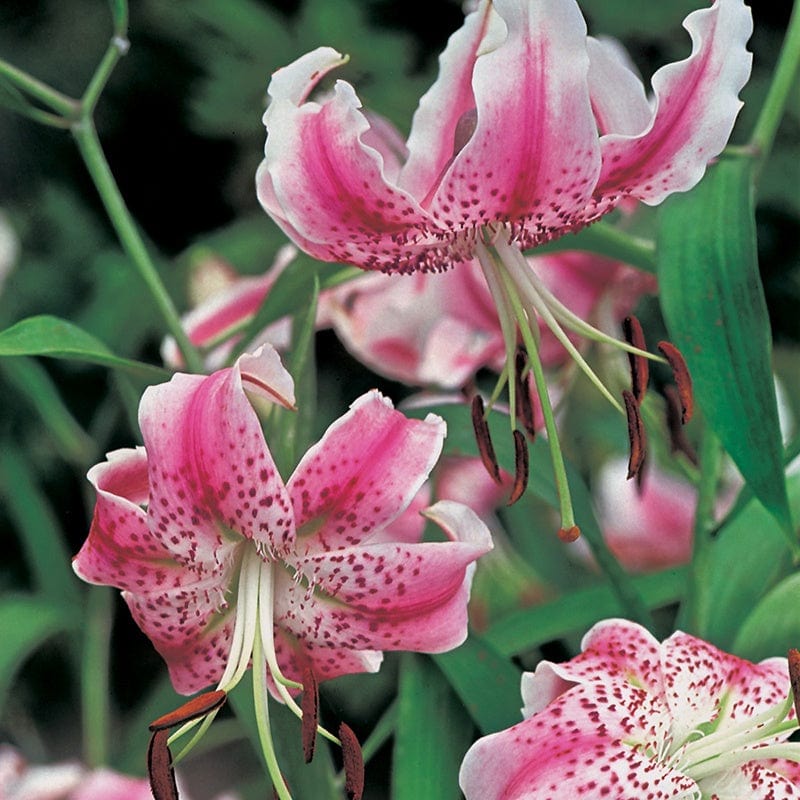 Lily Shade Lover Collection 9 bulbs