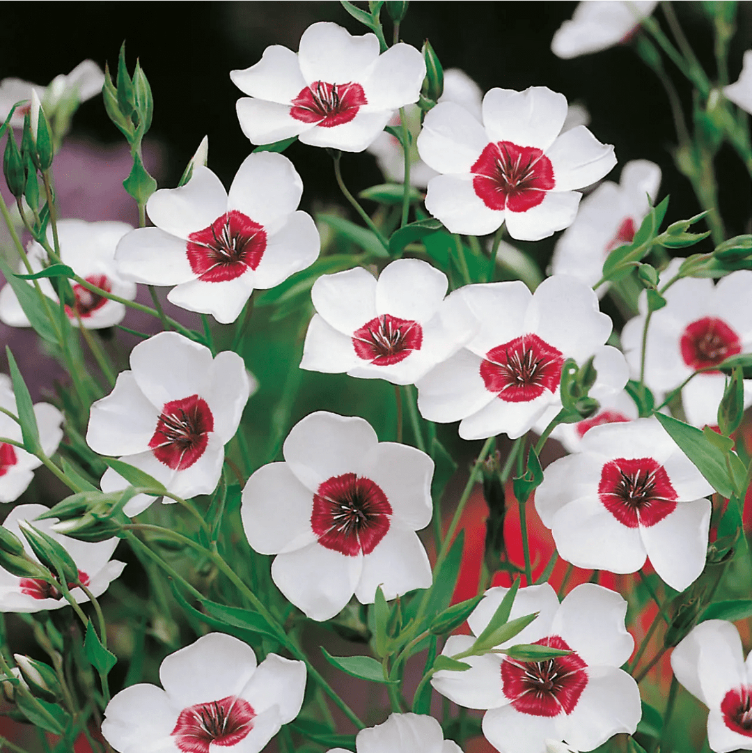 Linum Bright Eyes Seeds