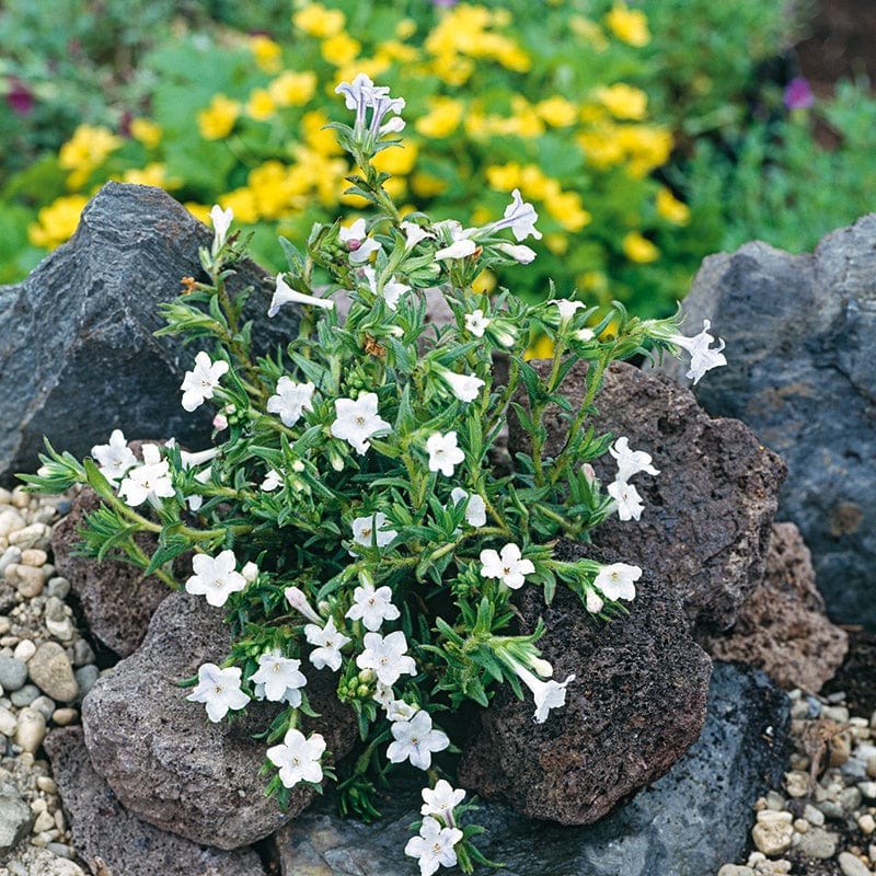 Lithodora dif. Alba