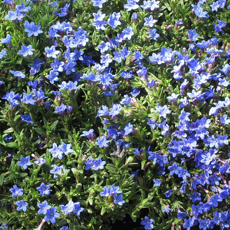 Lithodora dif. Heavenly Blue