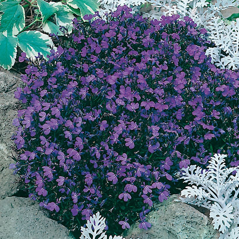 Lobelia Crystal Palace Compact