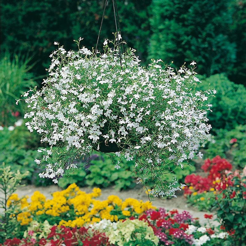 Lobelia Fountains White