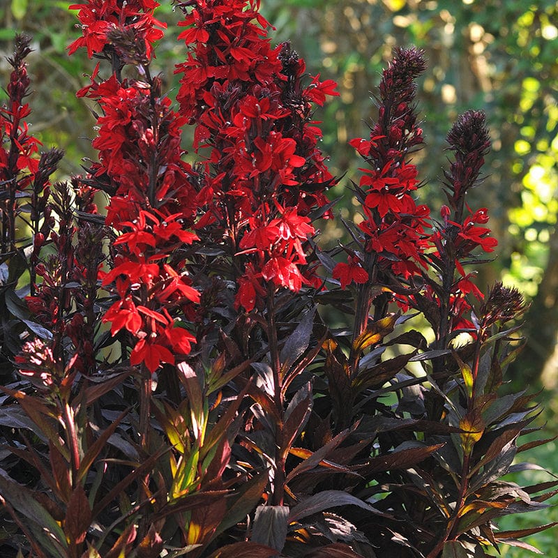 Lobelia Queen Victoria Flower Plants