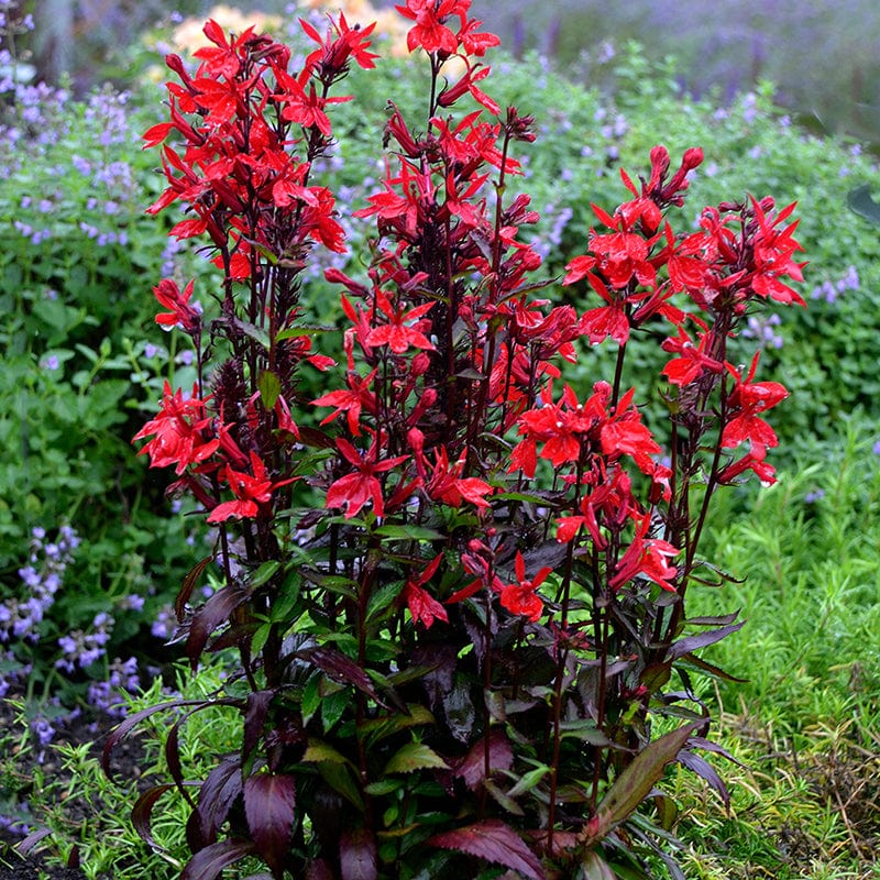 Lobelia Queen Victoria Flower Plants