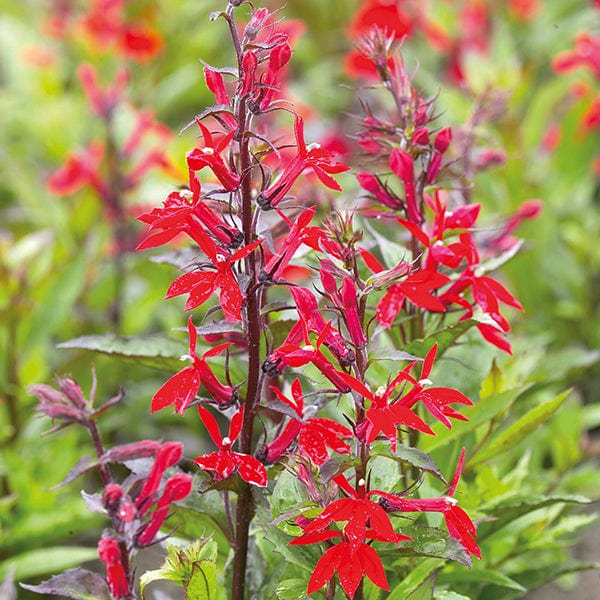 Lobelia Starship Deep Scarlet