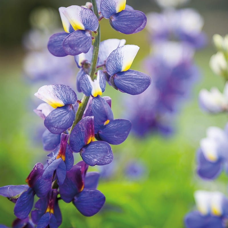 Lupin Blue Javelin